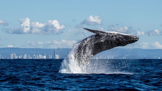 How Often Do Whales Come Up for Air?