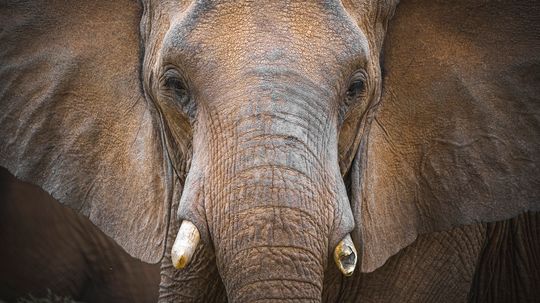 Mammoth vs. Elephant: Same Family, Different Species