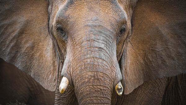 Mammoth vs. Elephant: Same Family, Different Species