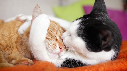 Male vs. Female Cats: Which Should You Adopt?