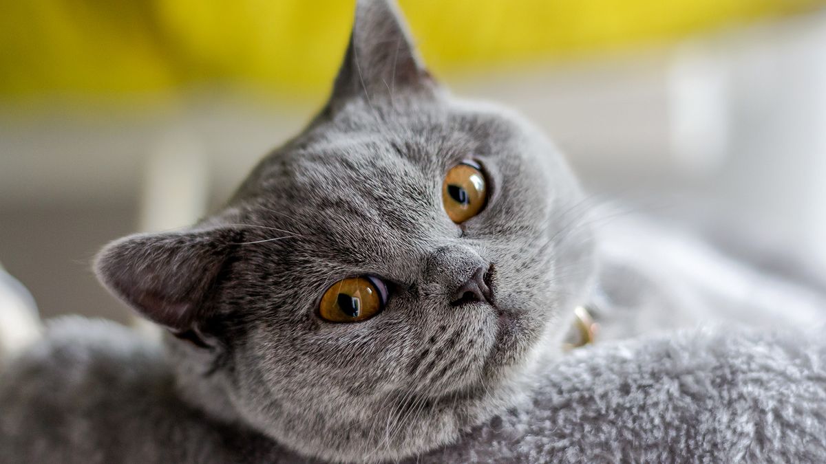 7 Shorthair Cat Breeds With Faces You'll Want to Squeeze
