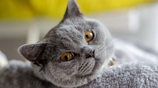 7 Shorthair Cat Breeds With Faces You'll Want to Squeeze