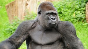 Gorilla sitting with greenery in the background