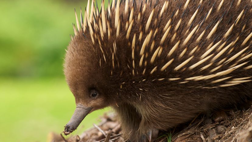 Echidna