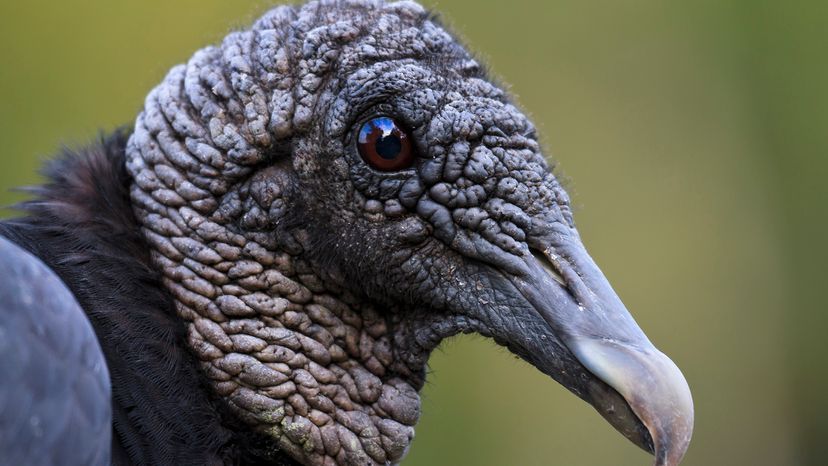 Black vulture