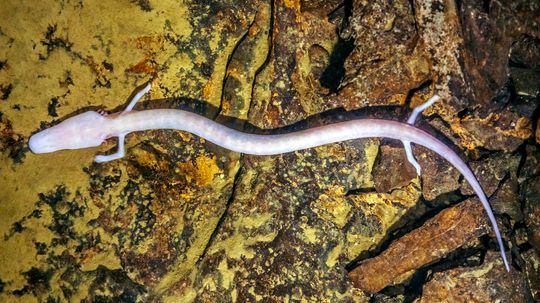 The Eyeless Olm Lives Underground and Underwater