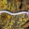 The Eyeless Olm Lives Underground and Underwater