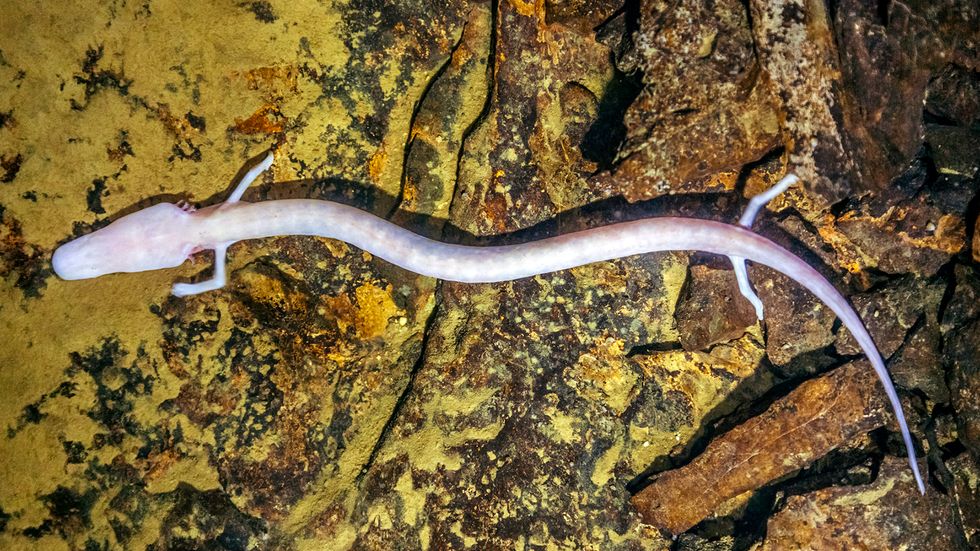 The Eyeless Olm Lives Underground and Underwater