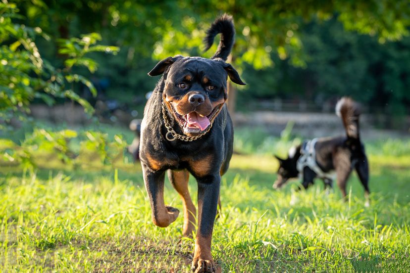 Rottweiler