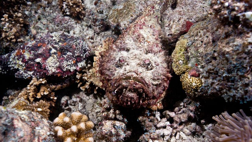 Reef stonefish