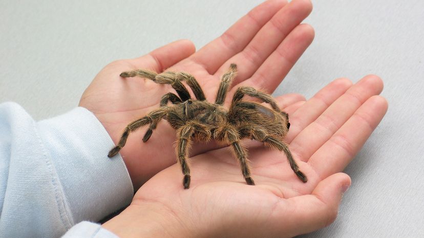 Tarantula walking across a person's hands