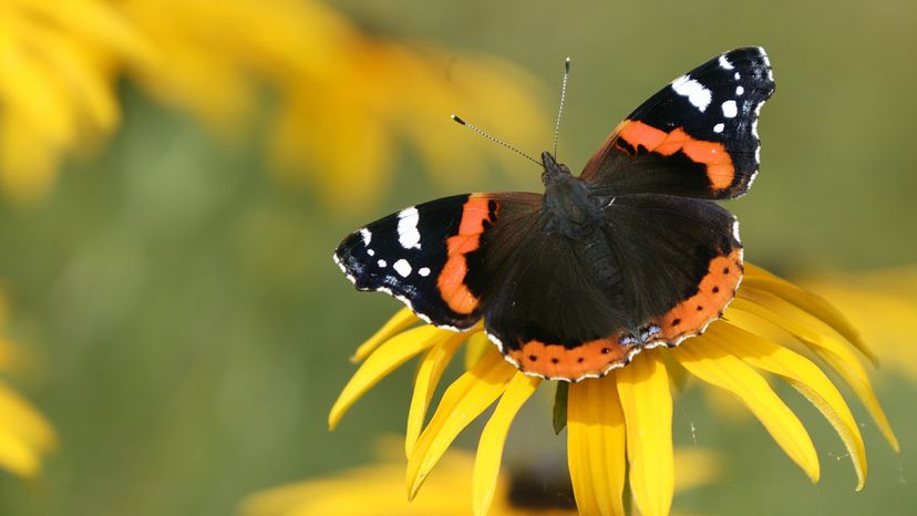red admiral butterfly