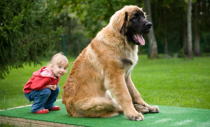 Leonberger