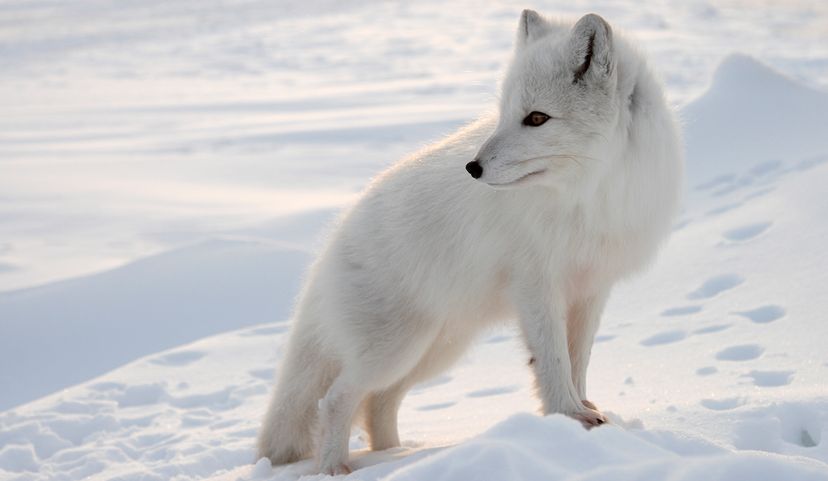 Arctic fox