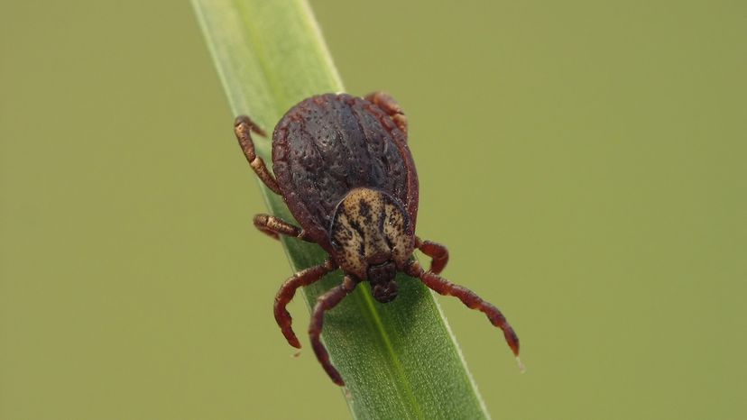 Blacklegged Tick