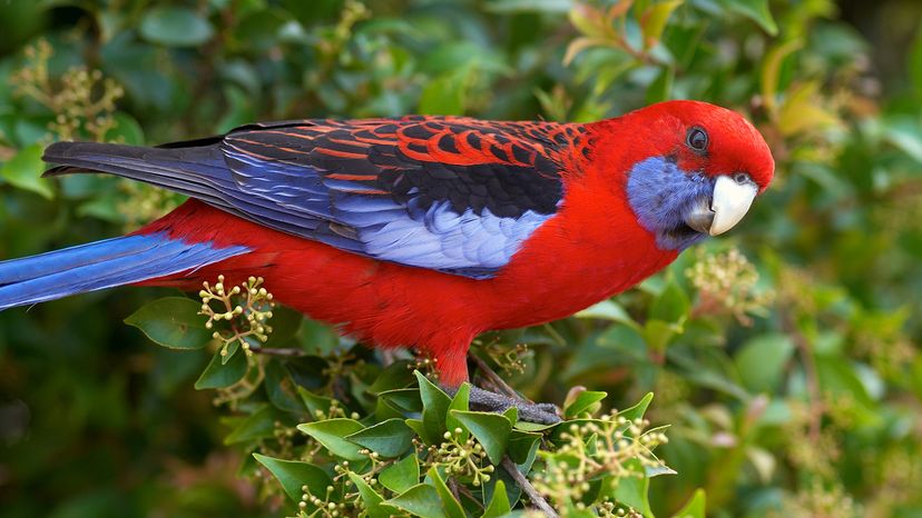 Crimson Rosella