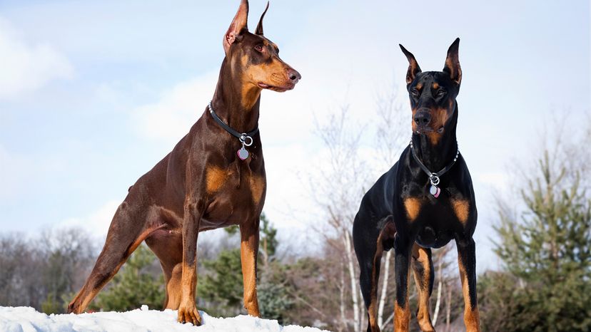 Doberman Pinscher