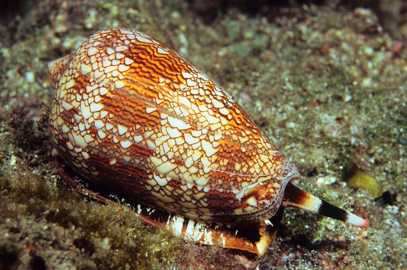 Cone snail