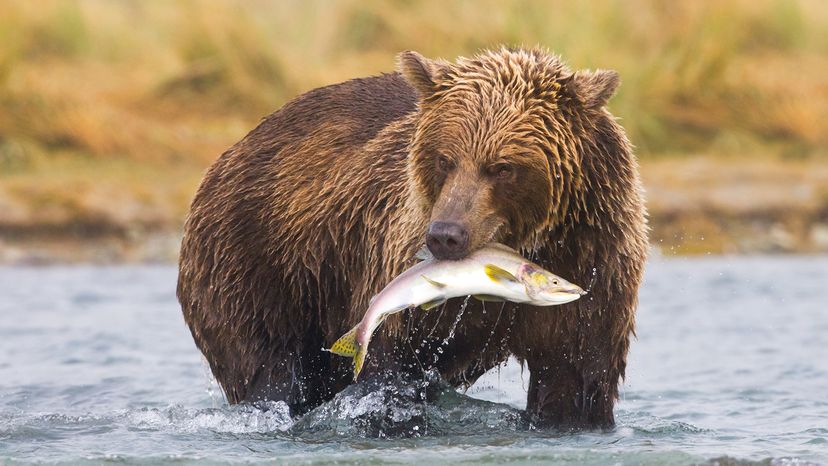 Alaskan brown bear