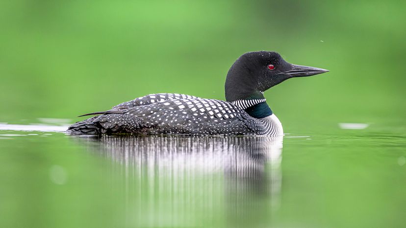 common loon