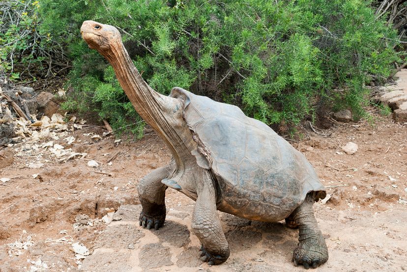 Giant tortoise with its neck outstretched