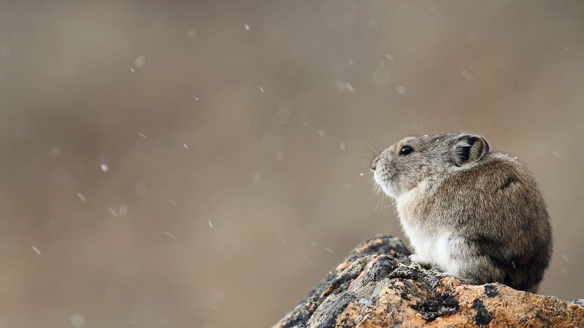 The Ili Pika May Be the Most Adorable Endangered Species HowStuffWorks