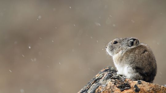 The Ili Pika May Be the Most Adorable Endangered Species
