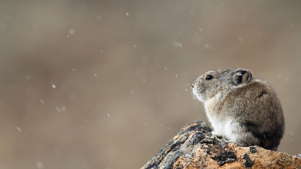 Small creature with grey fur, curled up on a rock with lightly falling snow