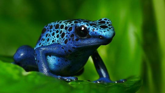 Amphibians vs. Reptiles: Do You Know the Actual Difference?