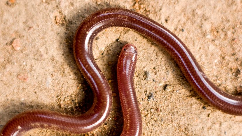 Brahminy blind snake