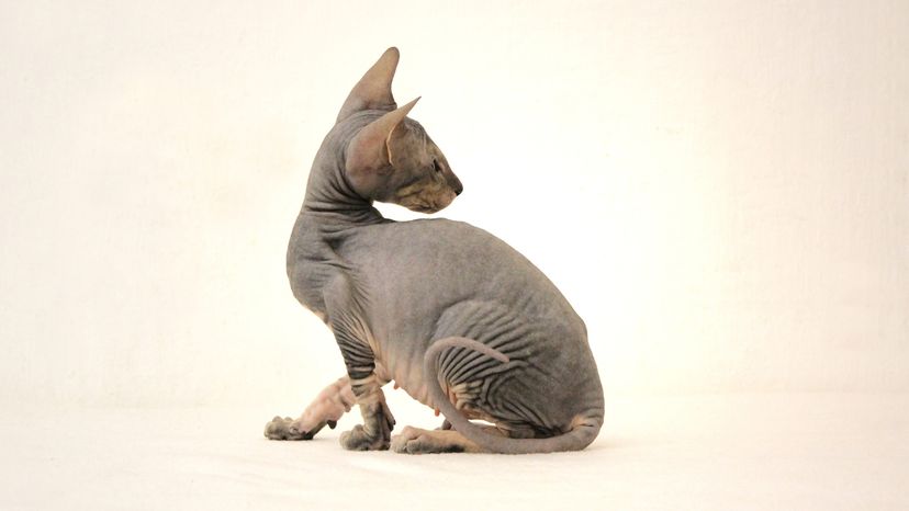 Peterbald