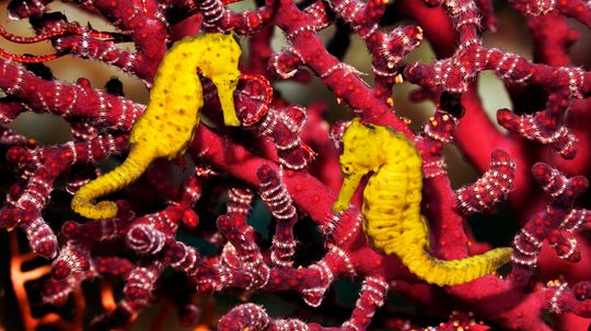 The Seahorse Is a Romantic, Slow-swimming Fish