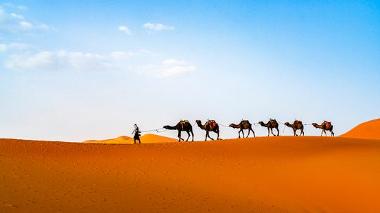 10 Sahara Desert Animals Thriving in North Africa