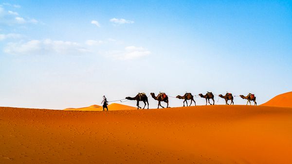 10 Sahara Desert Animals Thriving in North Africa