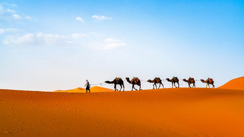 Sahara desert animals