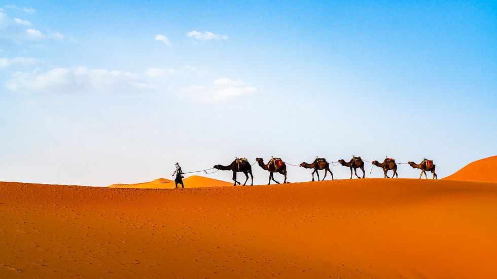 10 Sahara Desert Animals Thriving in North Africa
