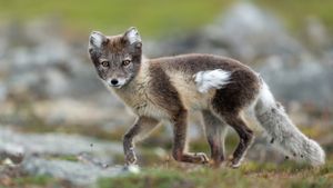 Arctic fox
