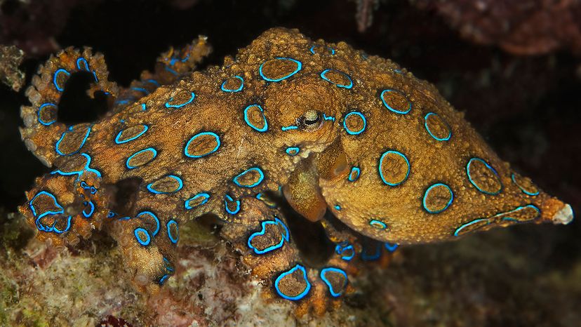 Blue-ringed octopus