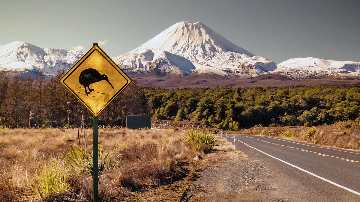 The Tiny Kiwi Bird Is Related to Massive Emus and Ostriches