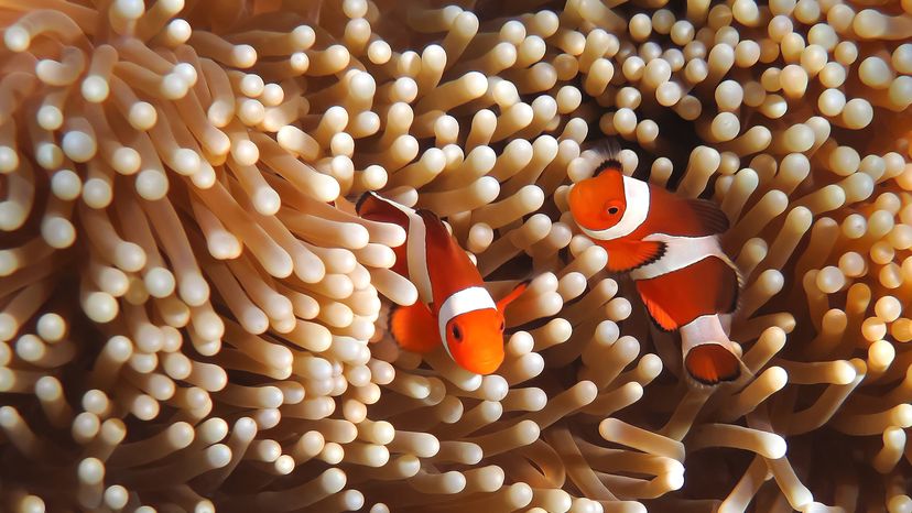 Two clown fish in the tentacle-like nematocysts of a beige anemone