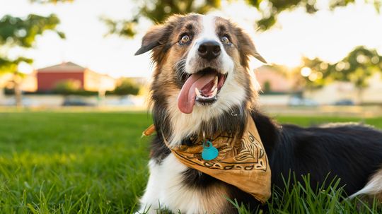 Border Collie vs. Australian Shepherd: Comparing Herding Breeds