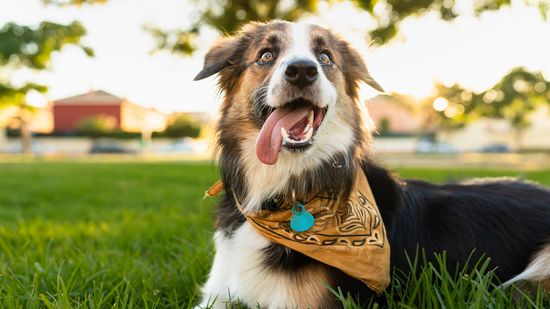 Border Collie vs. Australian Shepherd: Comparing Herding Breeds