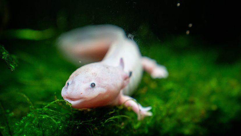 Axolotl