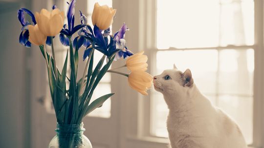 Are Tulips Poisonous to Cats? Yes, the Whole Lily Family Is