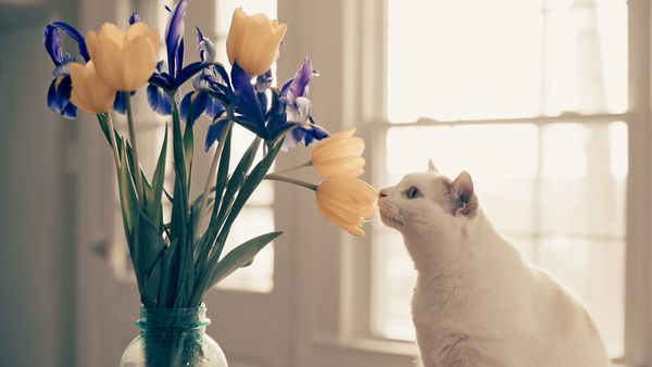 Are Tulips Poisonous to Cats? Yes, the Whole Lily Family Is