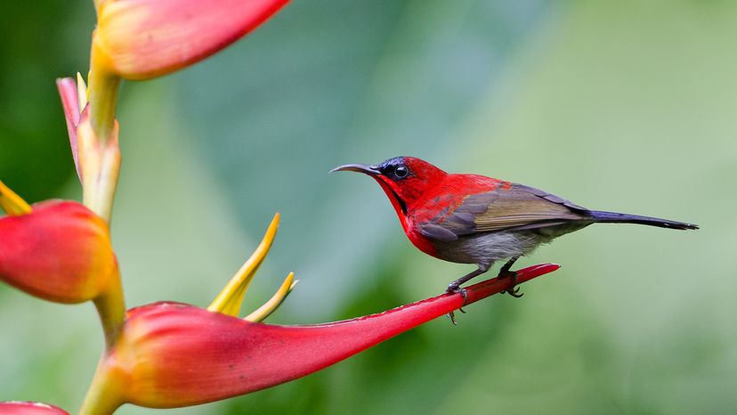 Crimson Sunbird