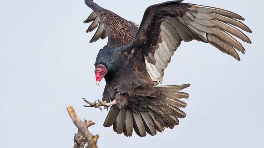 Black Vulture vs. Turkey Vulture: Seeing vs. Smelling Differences