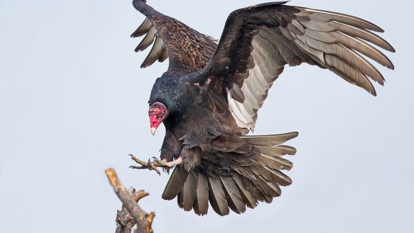 Black Vulture vs. Turkey Vulture: Seeing vs. Smelling Differences