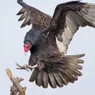 Black Vulture vs. Turkey Vulture: Seeing vs. Smelling Differences