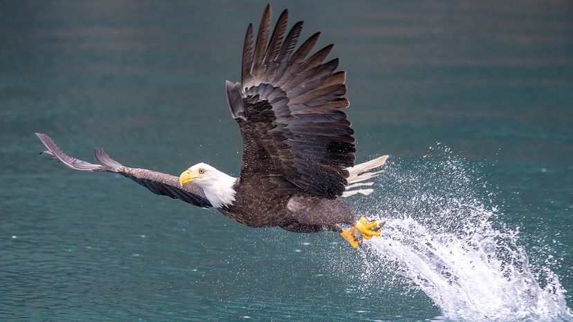 Bald eagle